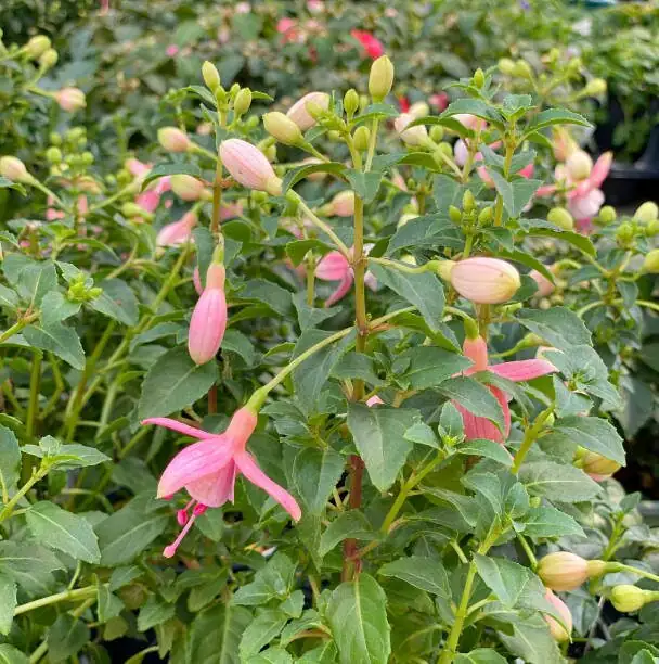 fuchsia pinching new growth
