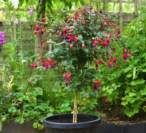 fuchsia partial shade patio