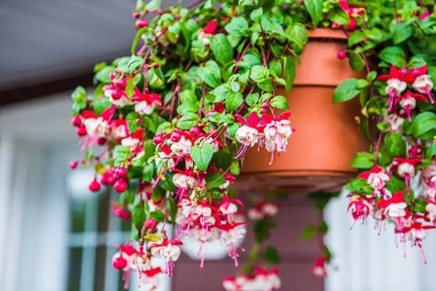 fuchsia indoor windowsill winter
