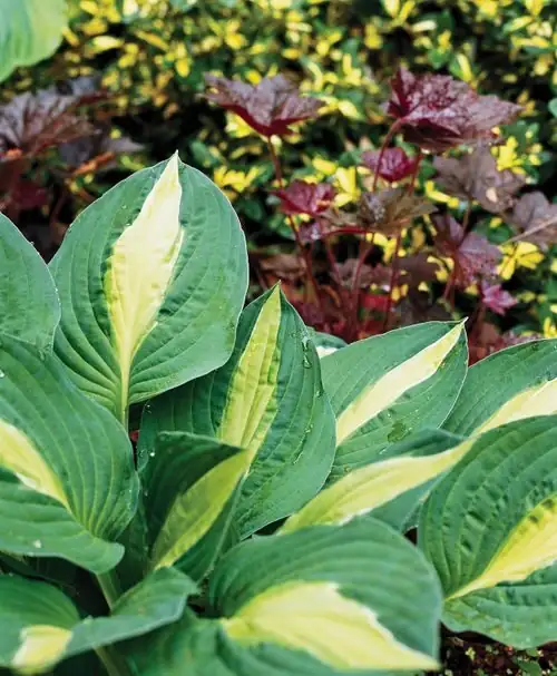 fuchsia with variegated ivy hosta
