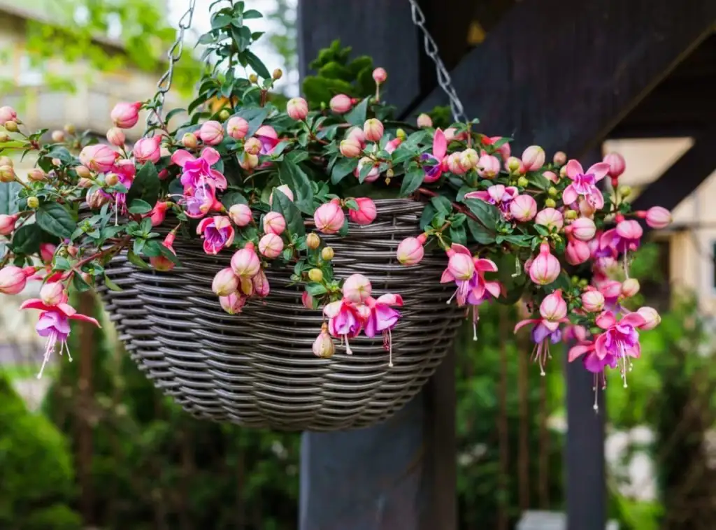fuchsia pruning hands hanging basket