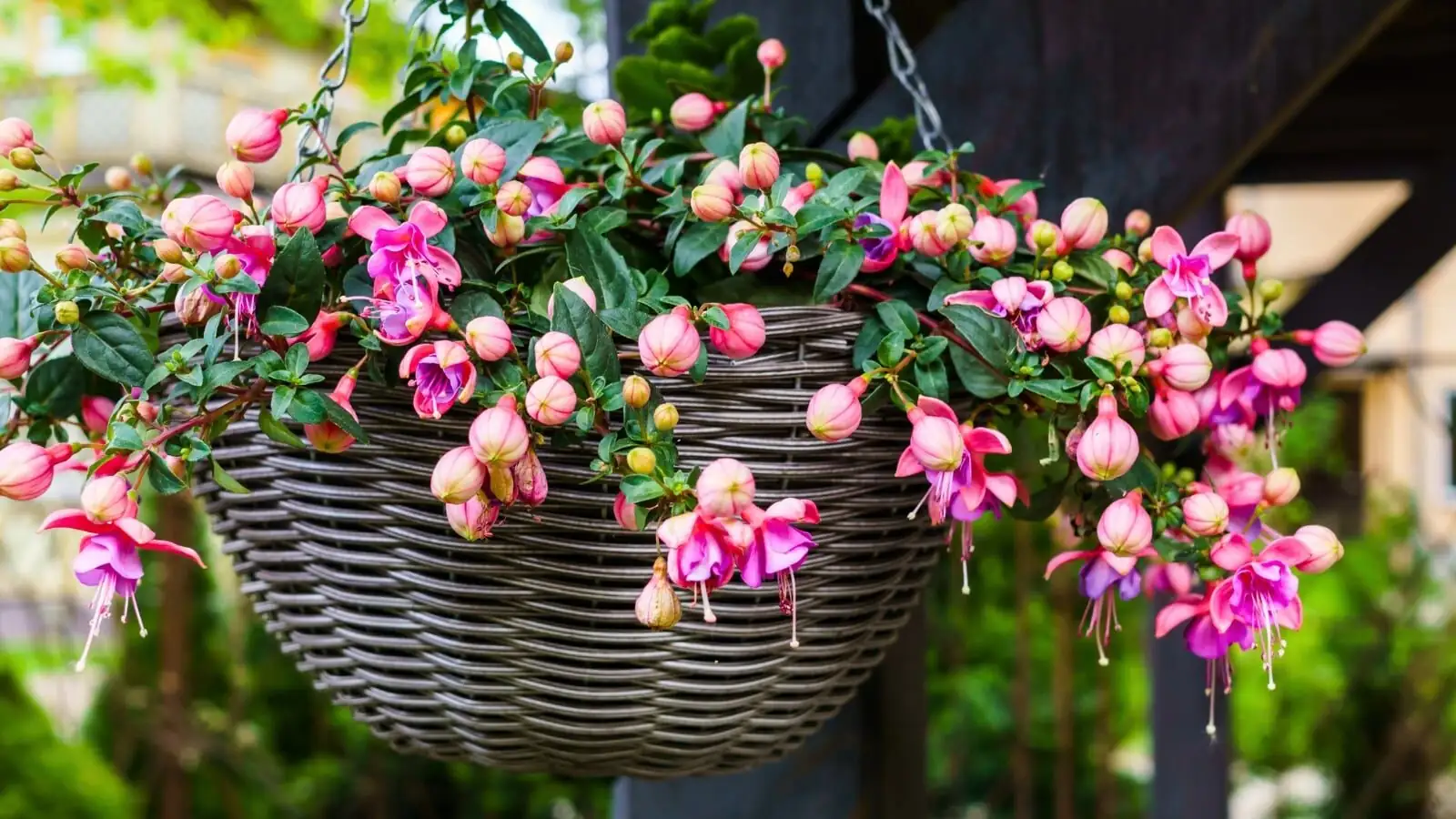 fuchsia cascading branches hanging pot