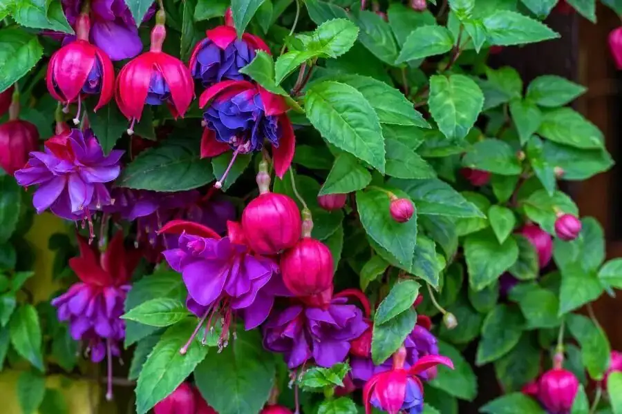 fuchsia leaves healthy close-up