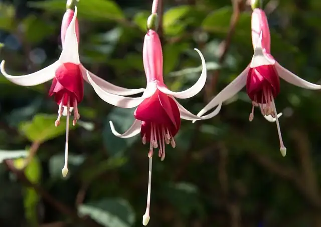 fuchsia plant beside apples bananas