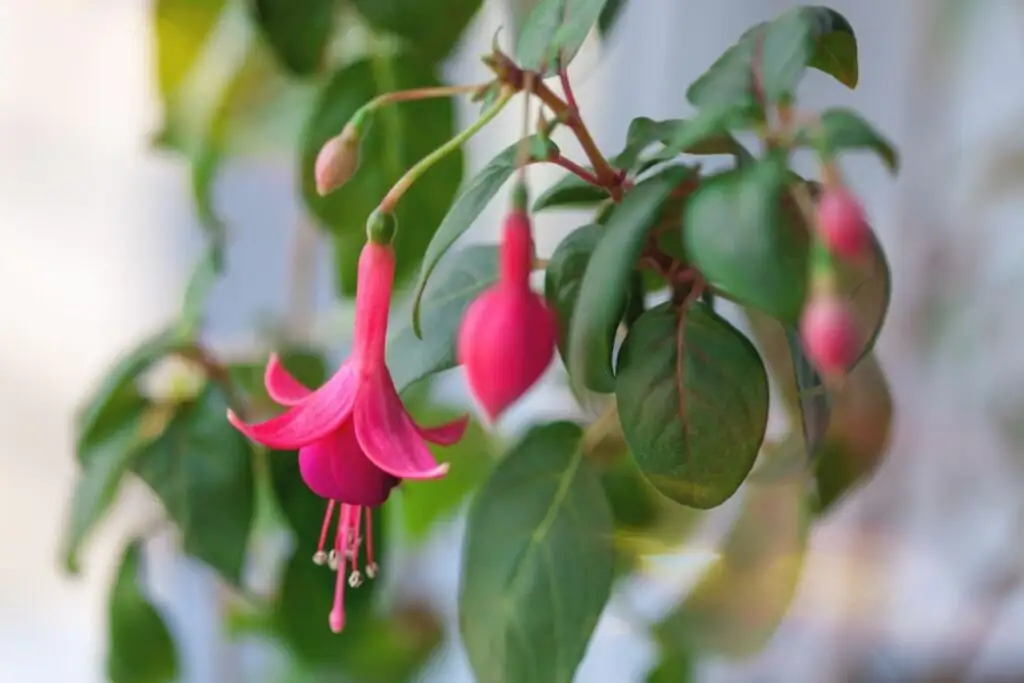 fuchsia spring buds close-up