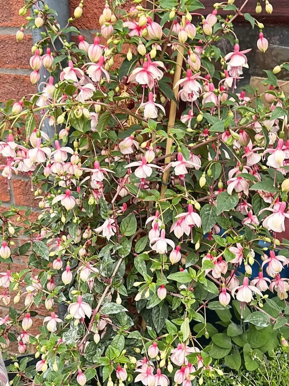 fuchsia summer shade cloth balcony