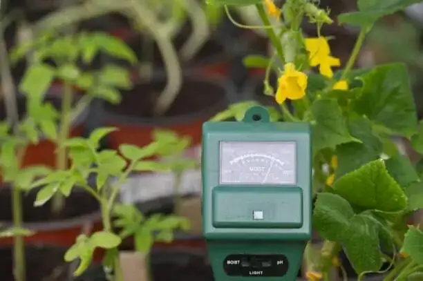 fuchsia soil moisture finger test
