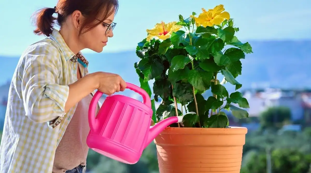 hibiscus watering pot soil drainage