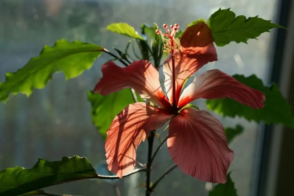 hibiscus indoor south window sunlight