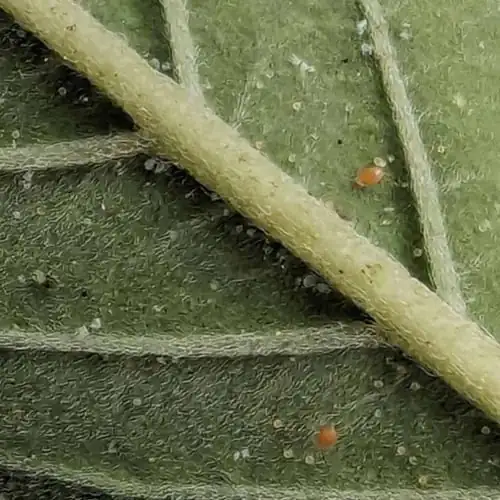 hibiscus leaf spider mite close-up