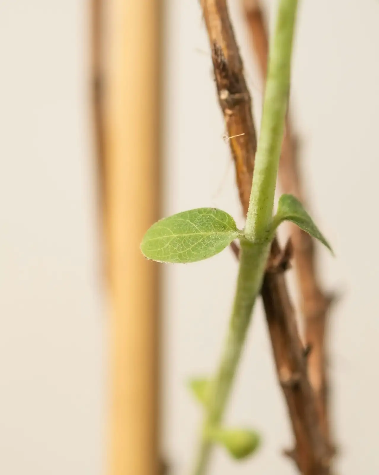 hibiscus stem cutting propagation