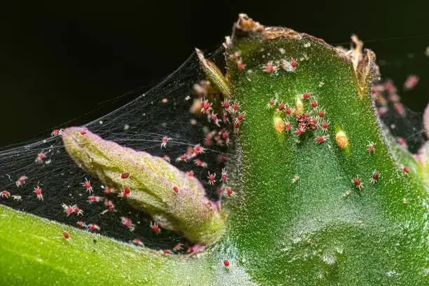 hibiscus leaf spider mites web