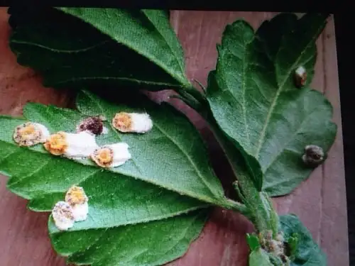 hibiscus scale insects on stem