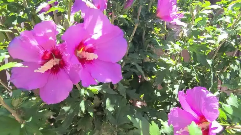 chinese hibiscus hedge tropical garden