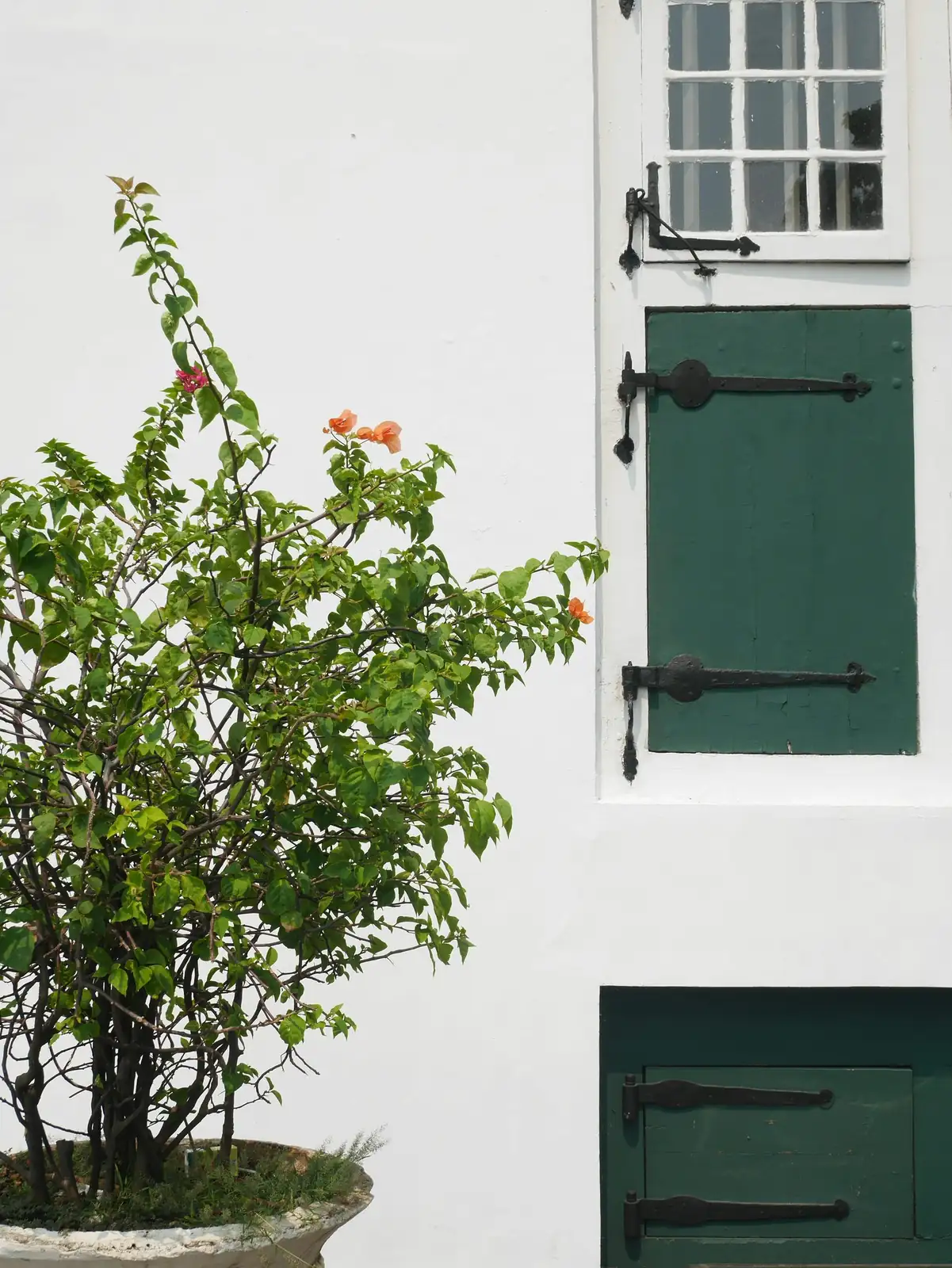 chinese hibiscus doorway potted plant