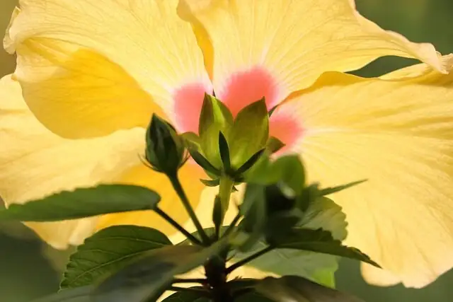 hibiscus buds leaf axil close-up