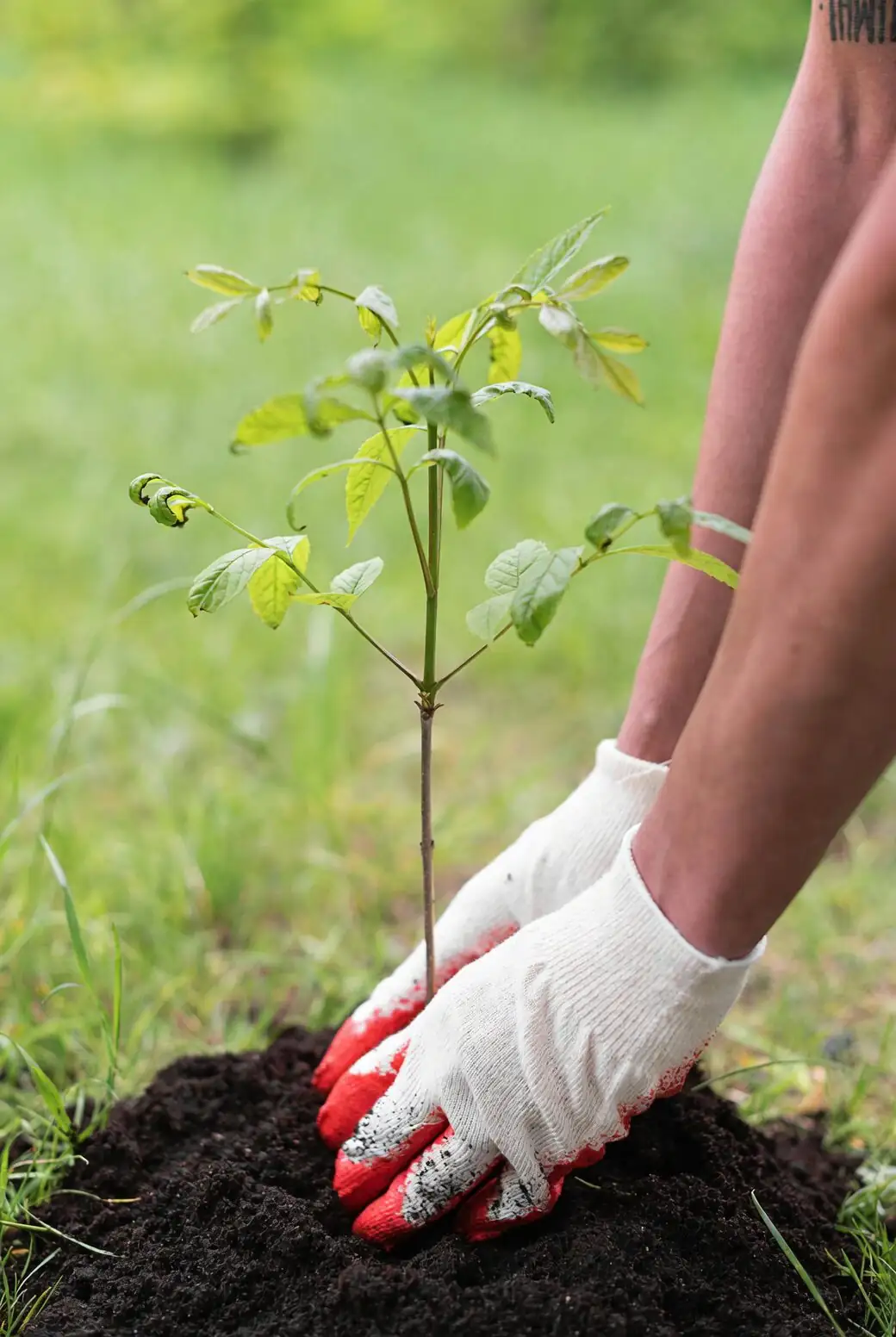 hibiscus pinch pruning hands