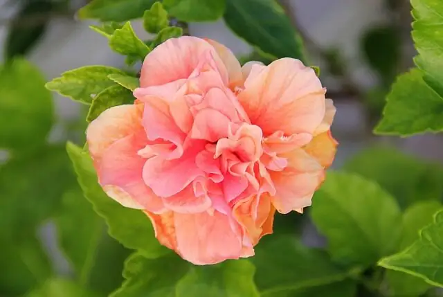 single and double hibiscus flowers
