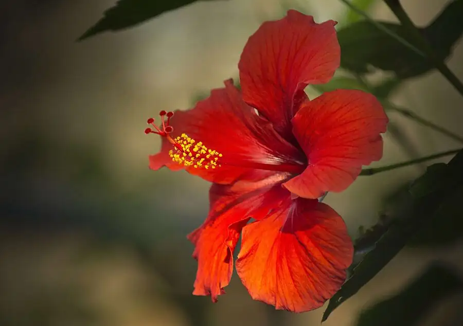 Malaysia hibiscus national flower emblem