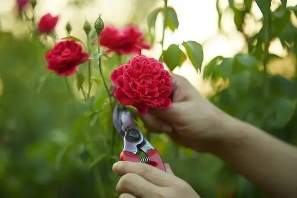 hibiscus pruning shears close-up