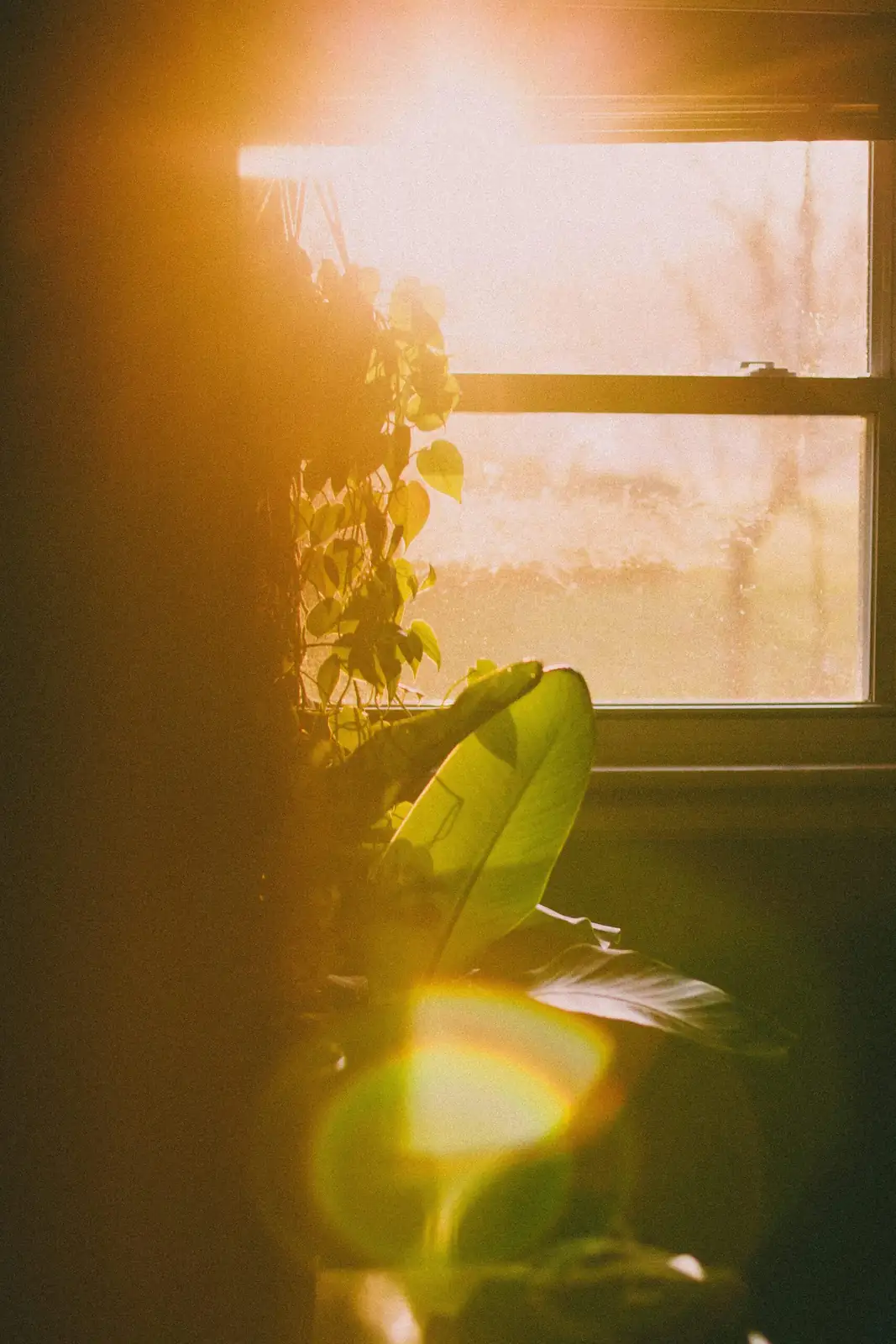 hibiscus south window sunlight