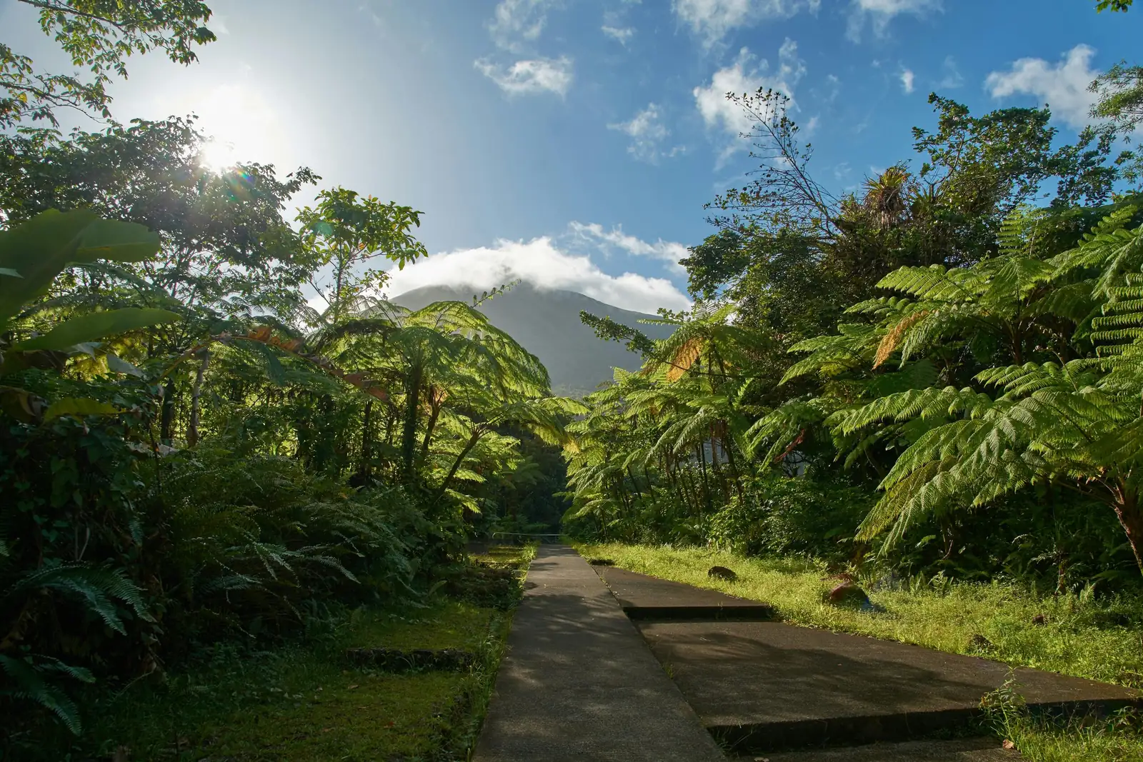 hibiscus garden pathway border