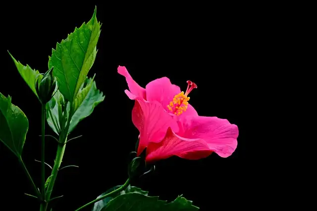 hibiscus pinching tips hand