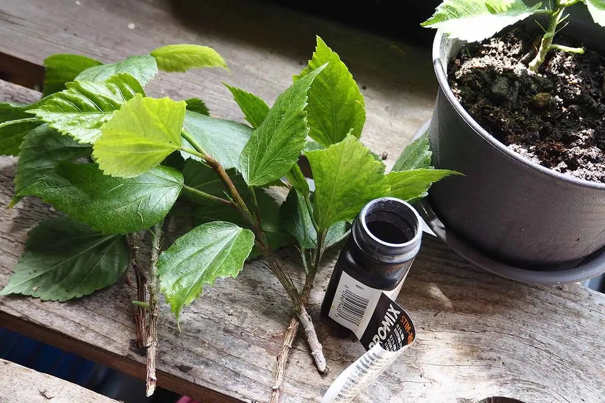 hibiscus stem cutting propagation