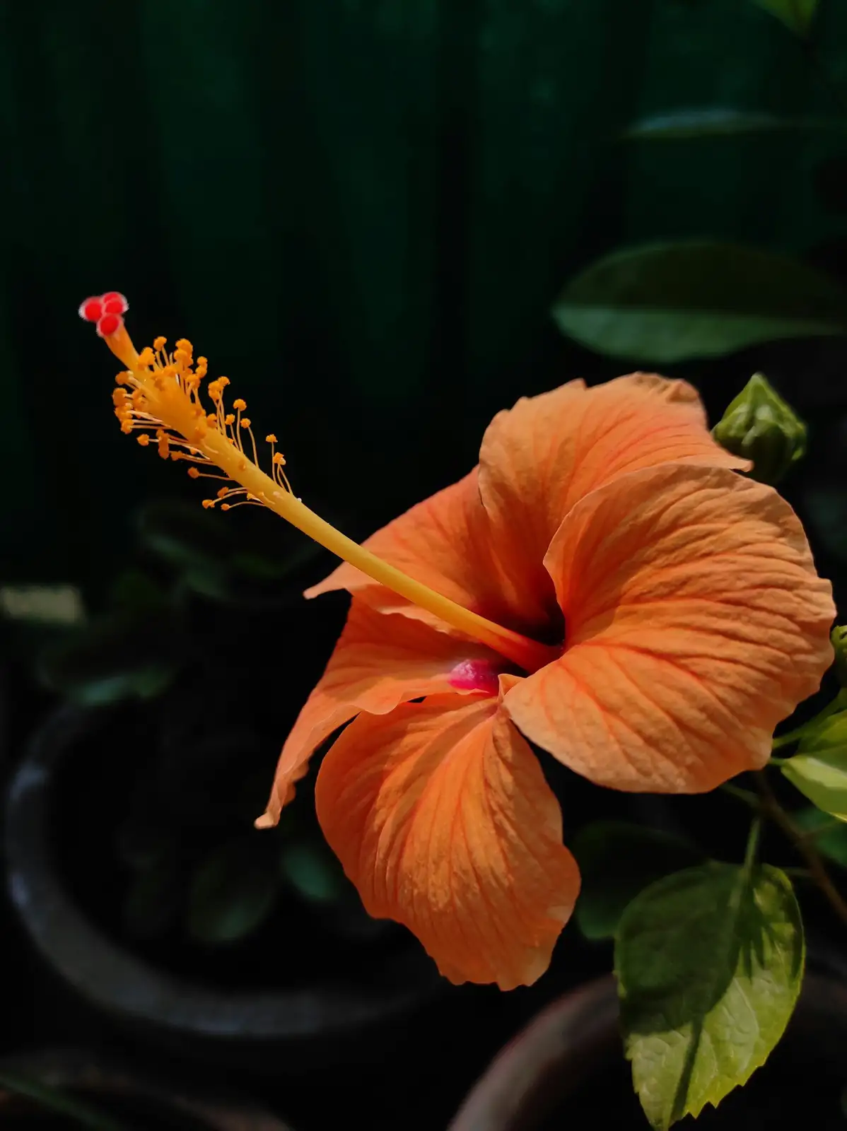 hibiscus deadheading pruning close-up