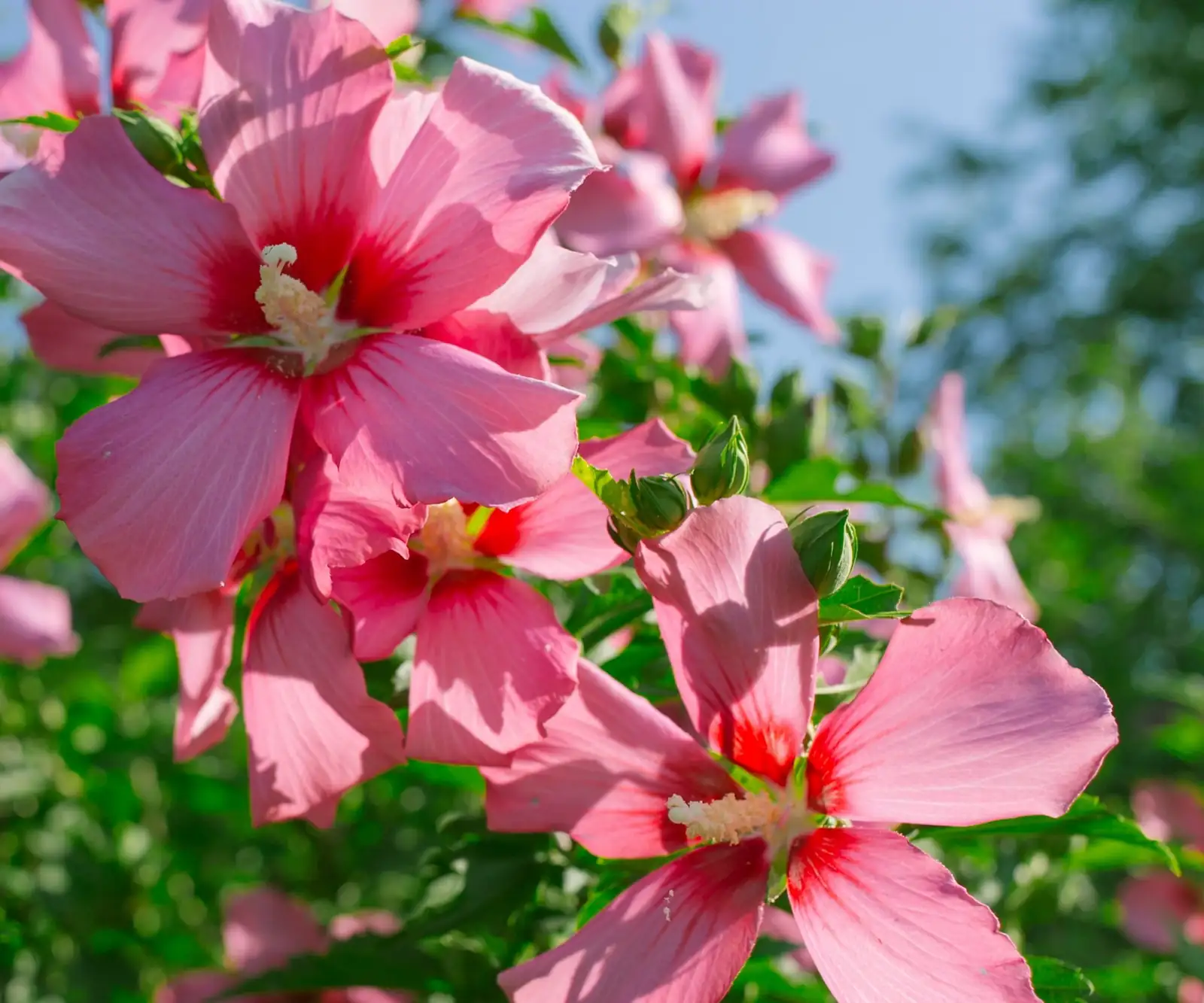 hibiscus pot buds and blooms