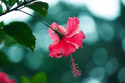 hibiscus bushy plant full sun