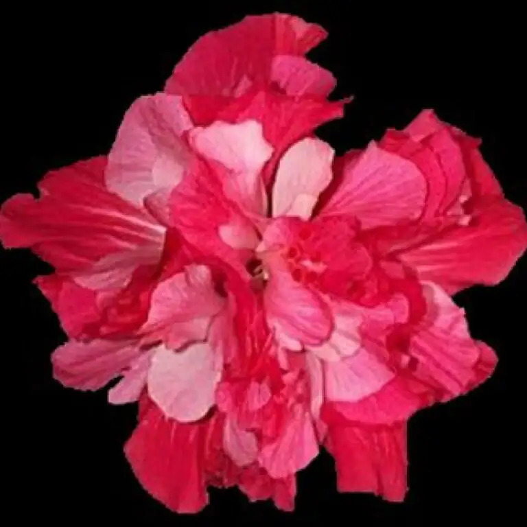 double hibiscus flower bouquet
