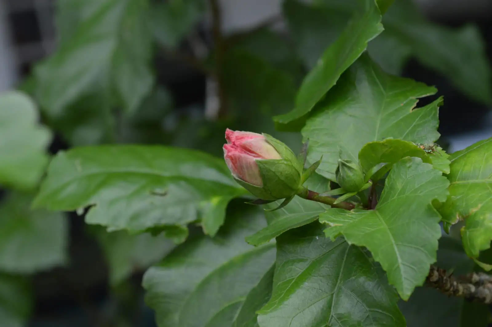 hibiscus bud graft close up