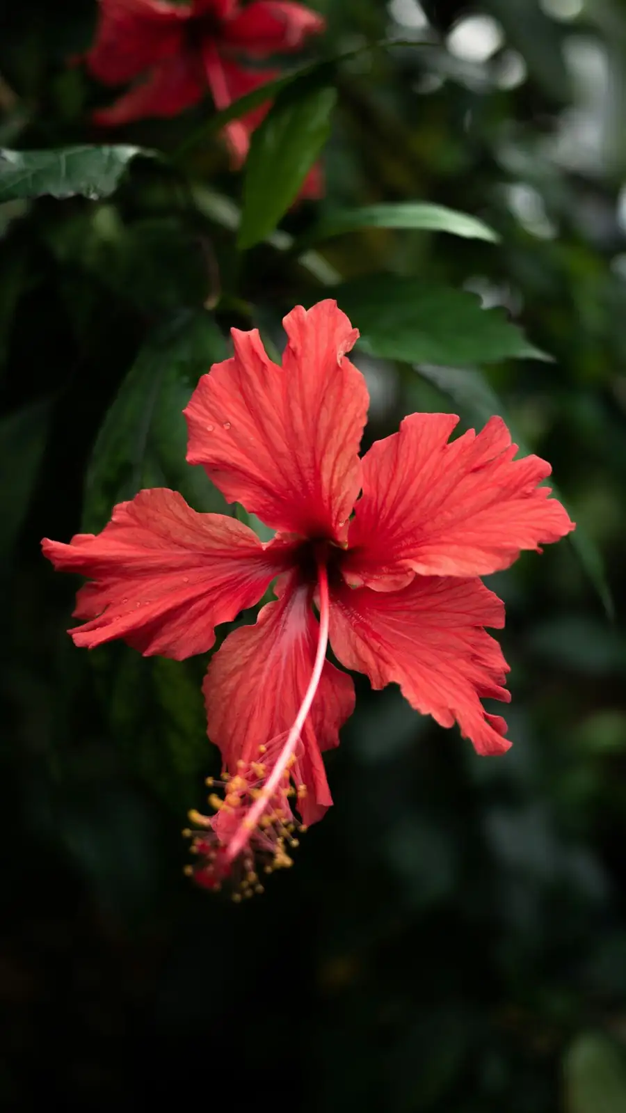 hibiscus repotting roots perlite mix