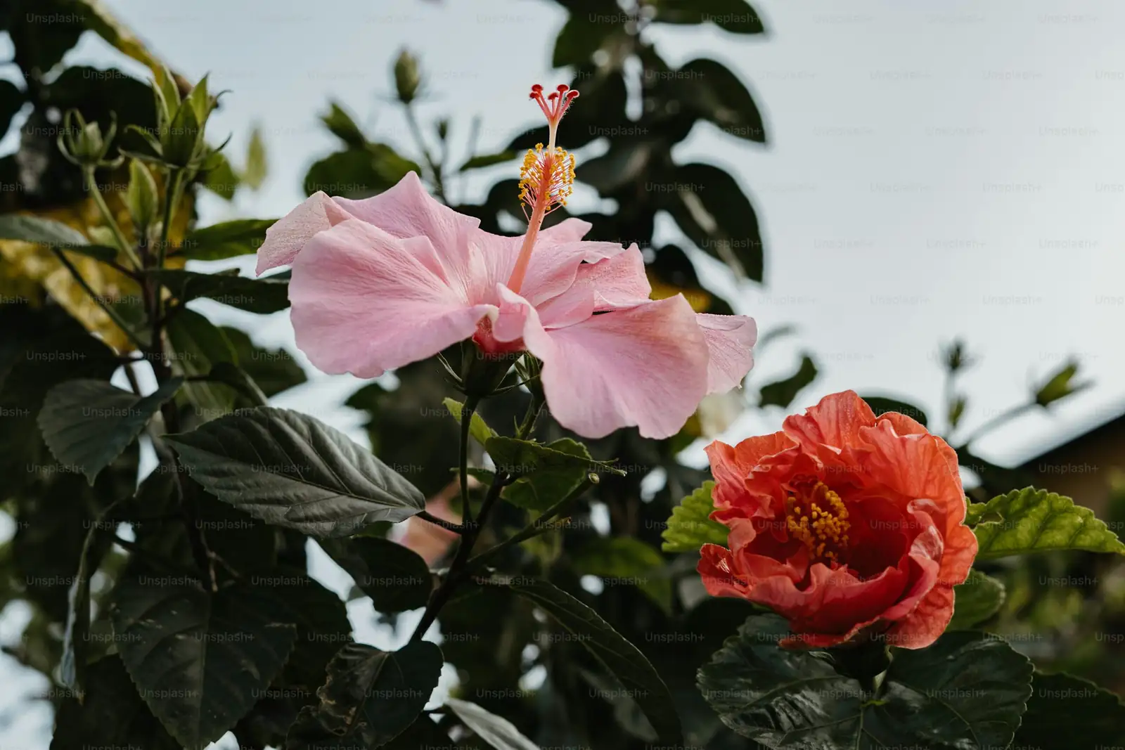 hibiscus pruning new shoots garden