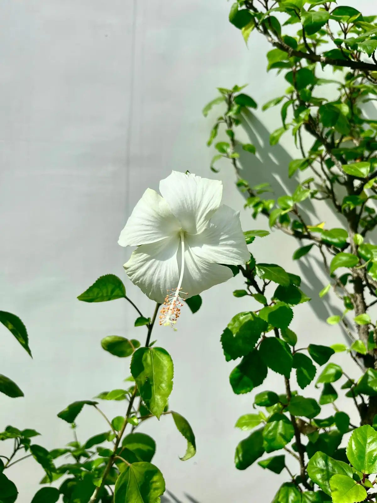 hibiscus hedge along white wall