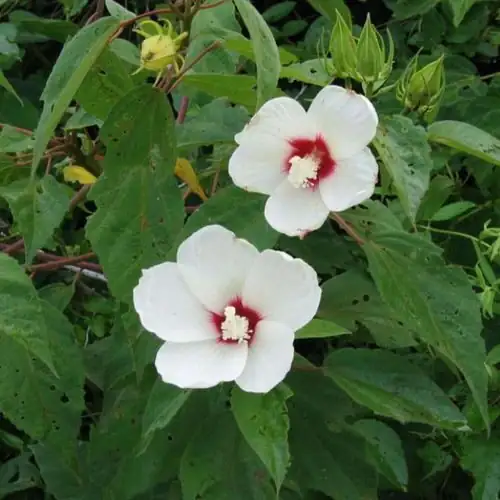 hibiscus by garden pond