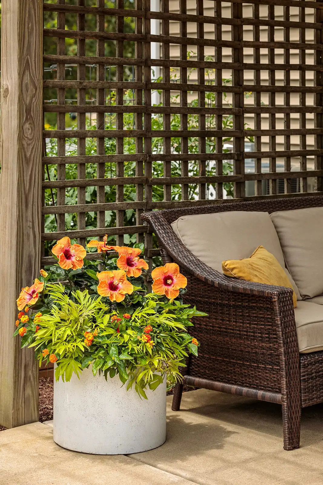 potted hibiscus on patio