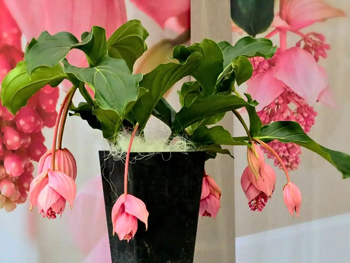 不开花不叫宝莲花？掌握“光温湿”三角，让吊灯花序稳稳垂落