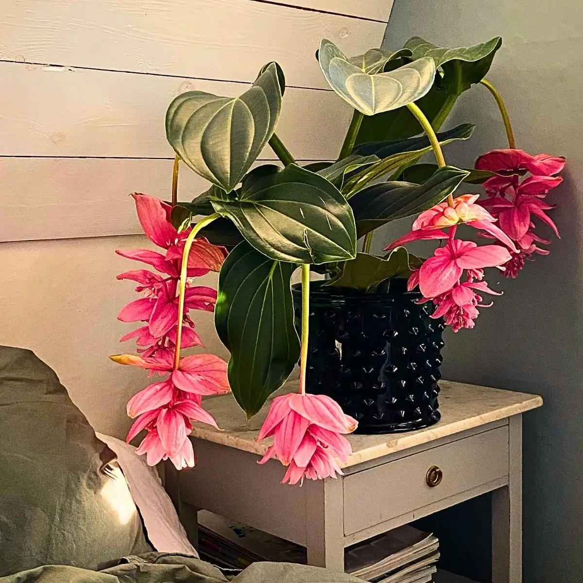 medinilla magnifica misting leaves humidifier fan