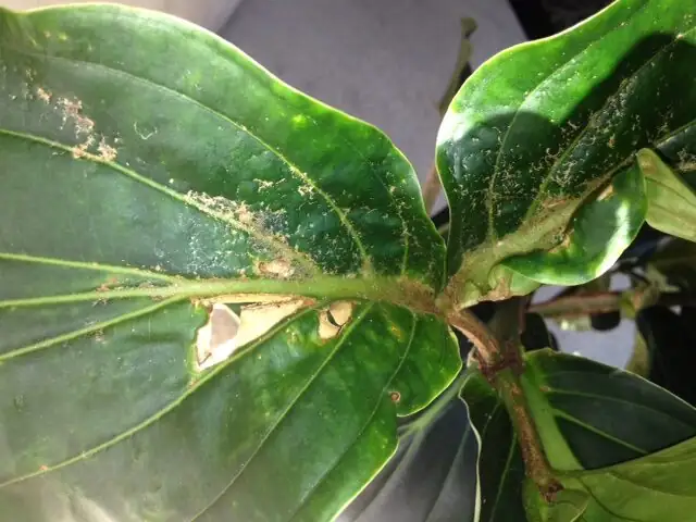 medinilla magnifica scale insect swab