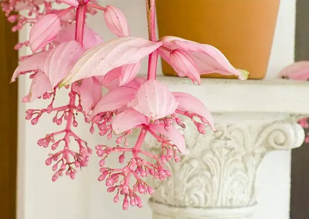 medinilla magnifica Victorian greenhouse pedestal