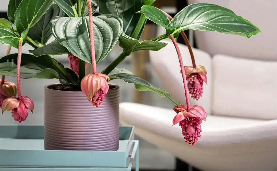 medinilla magnifica indoor window high pot