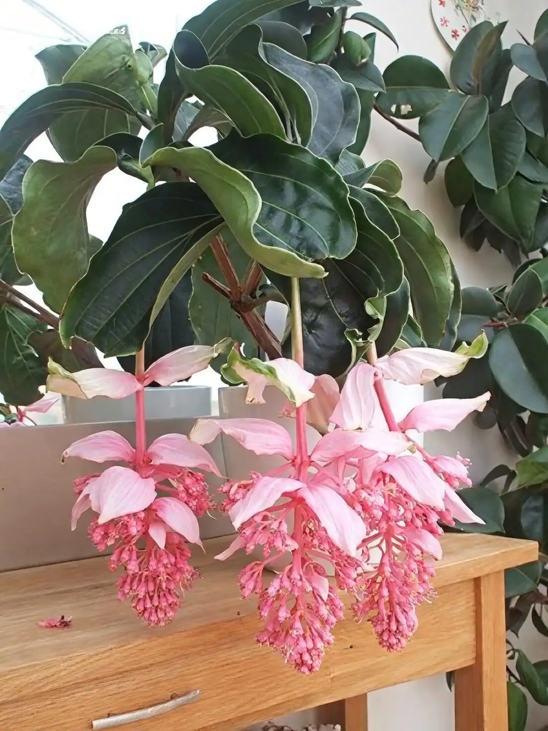 粉色并不是真花？宝莲花苞片与紫色小花的戏法与观赏窍门