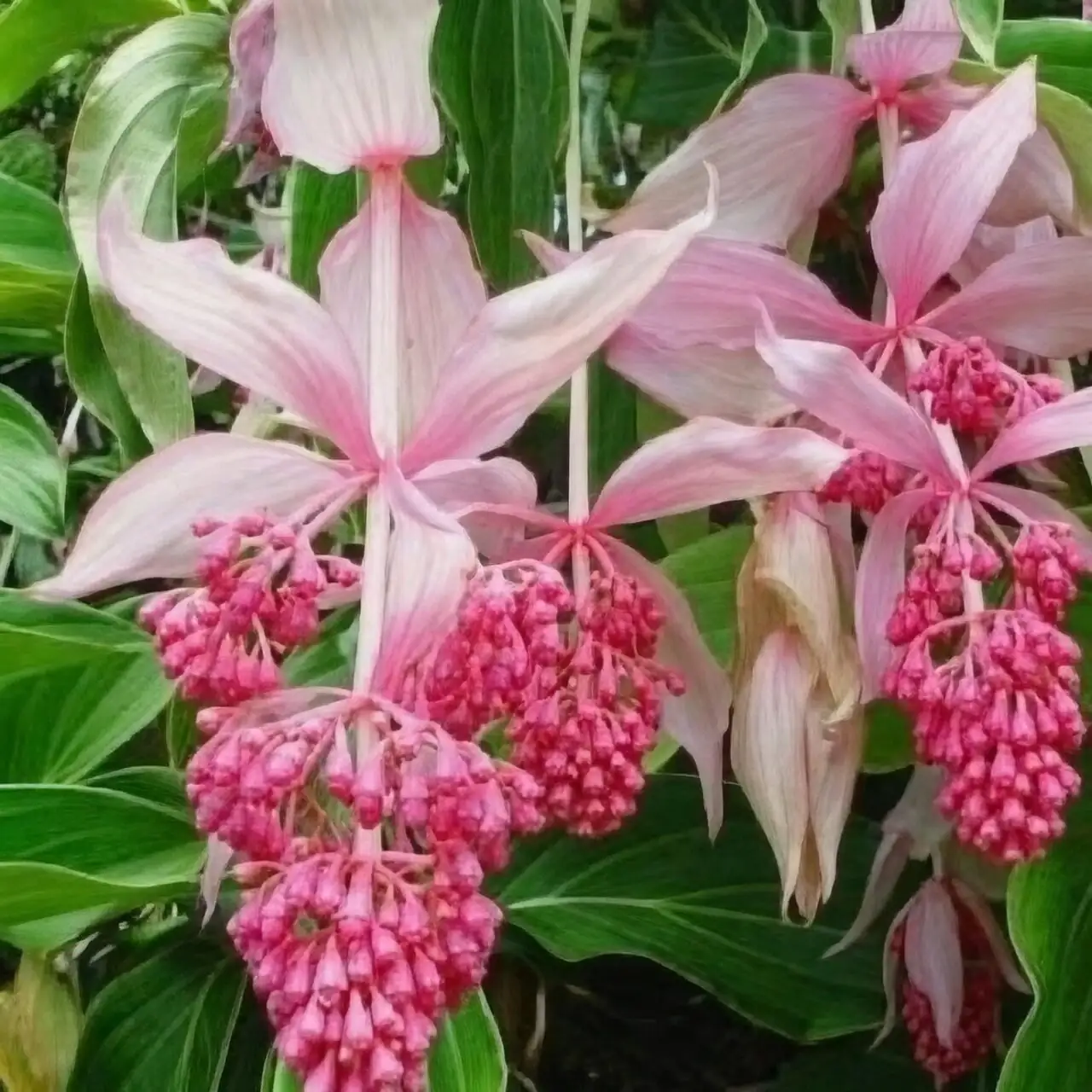 medinilla magnifica purple flowers close up