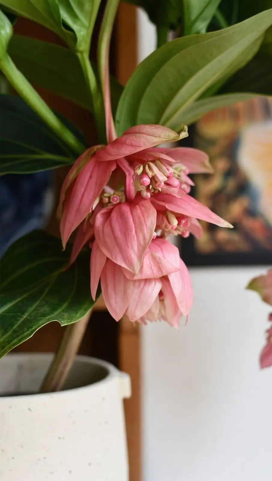 medinilla magnifica window backlight