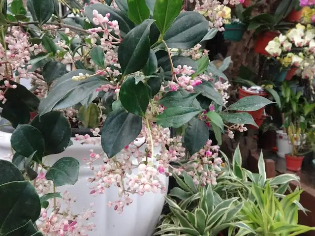 medinilla magnifica multiple hanging clusters
