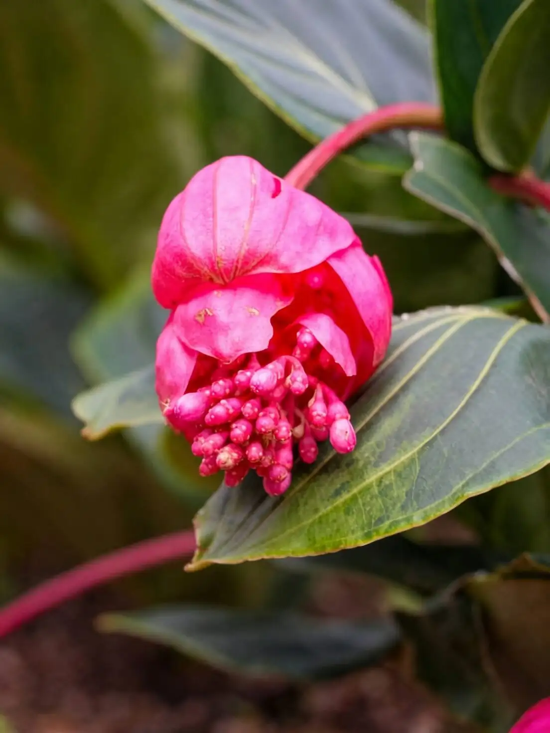 medinilla magnifica bracts close-up