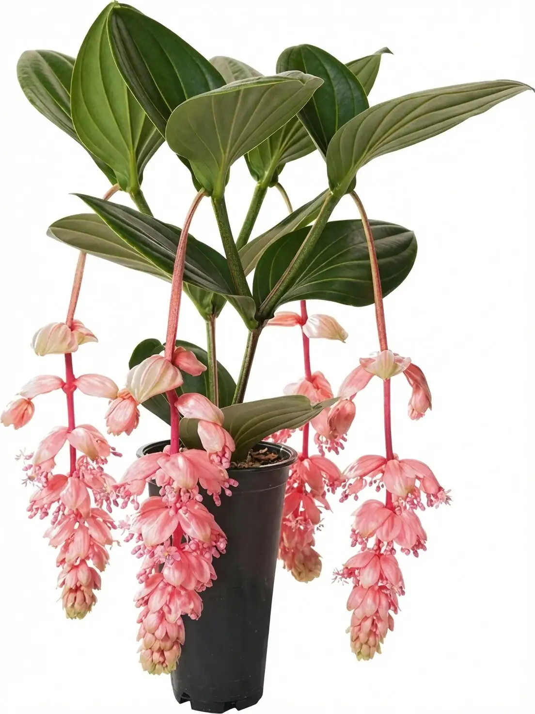 medinilla magnifica flower shop selection