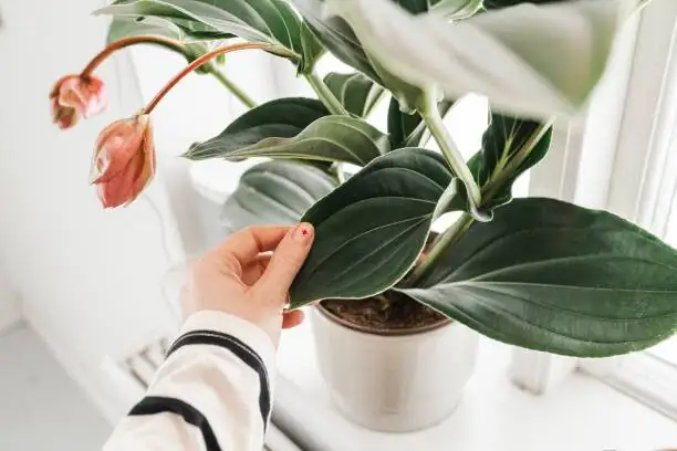 medinilla magnifica bright window humidifier
